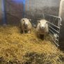 Pbr Texel Rams Image 8