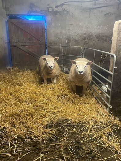 Pbr Texel Rams