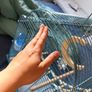 New Parrot/bird Cage Starter Kit + Tons of Accessories Image 6