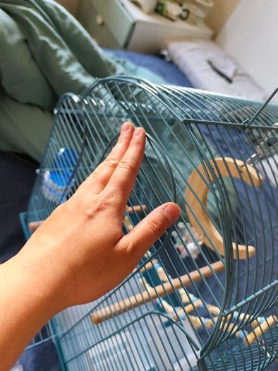 New Parrot/bird Cage Starter Kit + Tons of Accessories