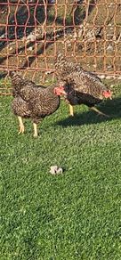 Chickens