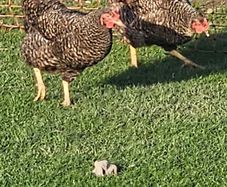 Chickens