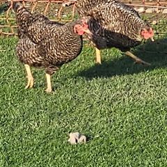 Chickens