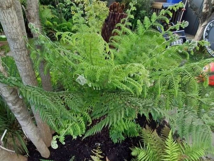 2ft Dicksonia Antartica tree fern