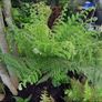 2ft Dicksonia Antartica tree fern Image 3