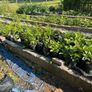 Potted Native Trees and Shrubs Image 4