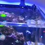 marine livestock Image 10