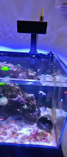 marine livestock