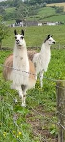 Pair Of Llamas