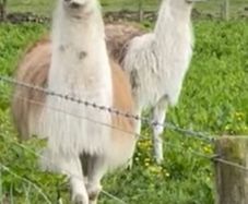 Pair Of Llamas