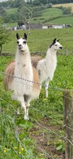 Pair Of Llamas