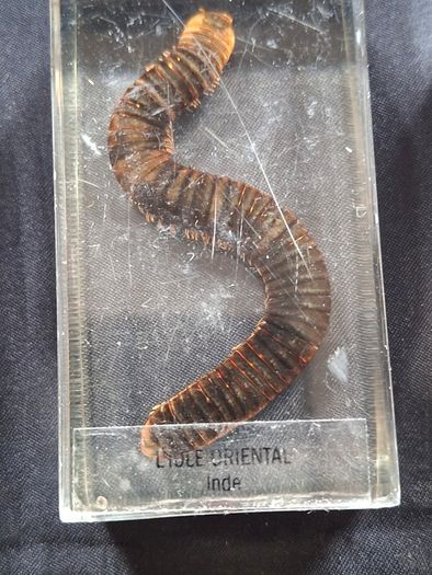 Genuine Collection of 15 Clear Resin Exotic Insects and Arachnids Price is for 1 only