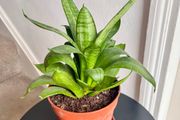 Bird's  nest snake plant