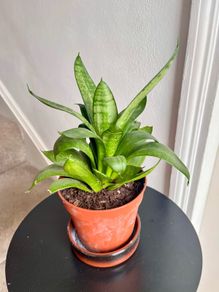 Bird's  nest snake plant