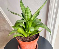 Bird's  nest snake plant
