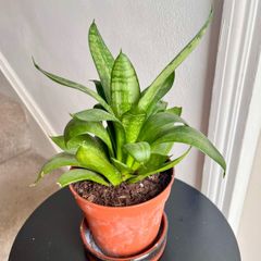 Bird's  nest snake plant