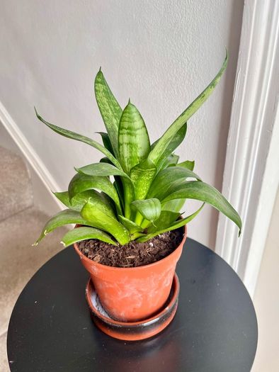 Bird's  nest snake plant