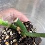 Philodendron Composportoanum leaf cutting Image 6