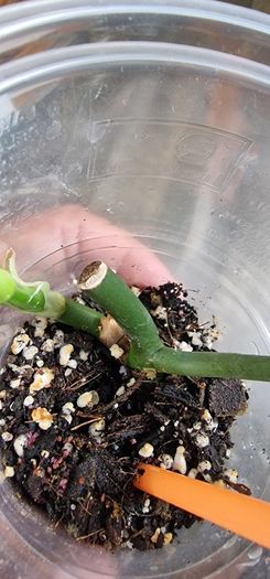 Philodendron Composportoanum leaf cutting