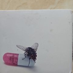 Red Hot Chili Peppers CD  - I'm With You