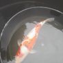 koi fish Image 7