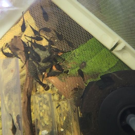 Bristlenose Pleco