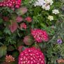 Hydrangea Image 7