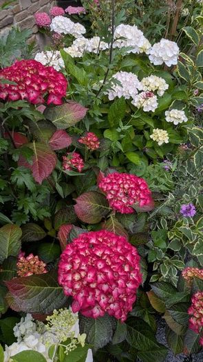 Hydrangea