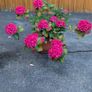 Hydrangea Image 9
