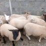 Ewe lambs Image 4