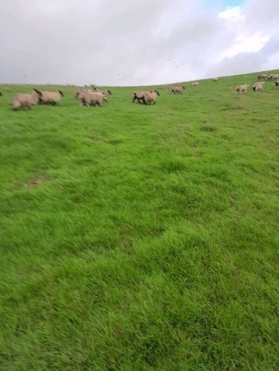 Ewe lambs for sale