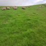 Ewe lambs for sale Image 3