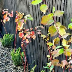 Cornus Alba Sibirica Dogwood plants