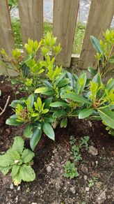 Plant
