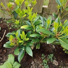Plant