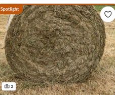 Hay
