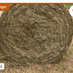 Hay
