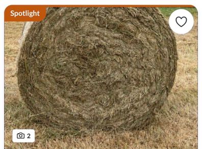 Hay