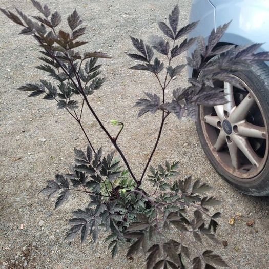 mature plant bundle