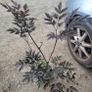 mature plant bundle Image 7