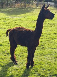 Male Alpaca