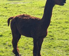 Male Alpaca