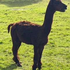 Male Alpaca