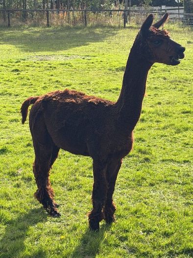Male Alpaca
