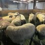 Hogget ewes and Rams Image 5