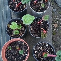 Rhubarb plants for sale