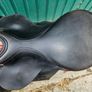Kieffer Aachen GP 17" Saddle Image 10