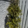 3 White Cedar Trees (No Pots) Image 4