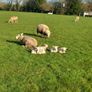 Tefrom - New Zealand Maternal Rams Image 6