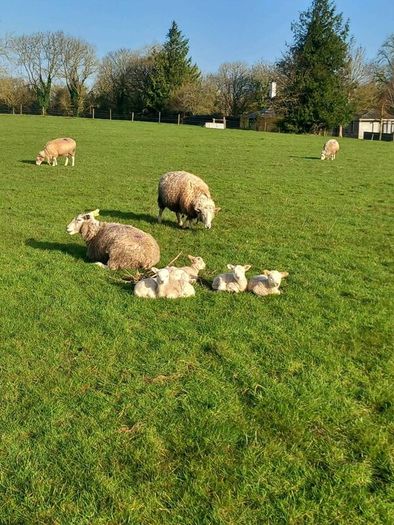 Tefrom - New Zealand Maternal Rams